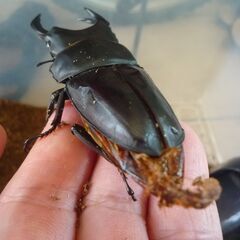 能勢産(YG)オオクワガタ♂83.0㎜　♀52.7㎜　新成虫ペア（B品翅不全）　④の画像