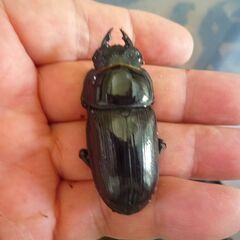 能勢産(YG)オオクワガタ♂83.0㎜　♀52.7㎜　新成虫ペア（B品翅不全）　④の画像