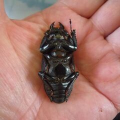 能勢産(YG)オオクワガタ♂83.0㎜　♀52.7㎜　新成虫ペア（B品翅不全）　④の画像