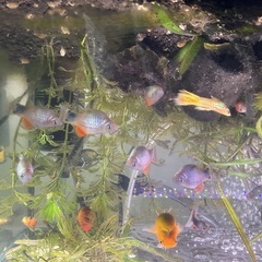 熱帯魚の ミッキーが増えました。の画像