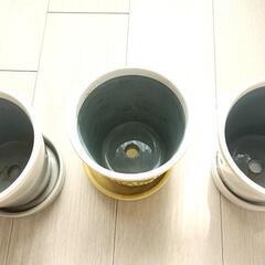 【鉢植え】お譲りしますの画像