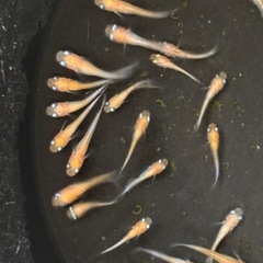 今年分、最終個体　松井ヒレ長三毛猫紅白メダカ　めだか　稚魚→幼魚　の画像