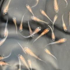 今年分、最終個体　松井ヒレ長三毛猫紅白メダカ　めだか　稚魚→幼魚　の画像