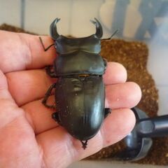 能勢産(YG)オオクワガタ♂76.2㎜　♀50.8㎜　新成虫ペア　⑤の画像