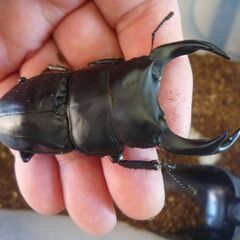 能勢産(YG)オオクワガタ♂76.2㎜　♀50.8㎜　新成虫ペア　⑤の画像