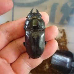 能勢産(YG)オオクワガタ♂76.2㎜　♀50.8㎜　新成虫ペア　⑤の画像
