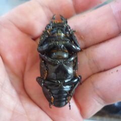 能勢産(YG)オオクワガタ♂76.2㎜　♀50.8㎜　新成虫ペア　⑤の画像