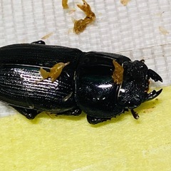 ①②ムシモンオオクワガタ   新成虫ペアの販売の画像