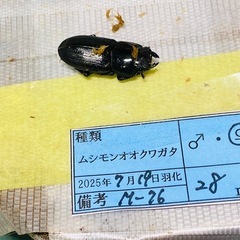 ①②ムシモンオオクワガタ   新成虫ペアの販売の画像
