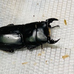 ①②ムシモンオオクワガタ   新成虫ペアの販売の画像