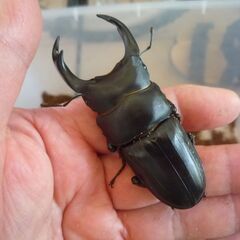 能勢産(YG)オオクワガタ♂76.1㎜　♀52.4㎜　新成虫ペア　⑥の画像