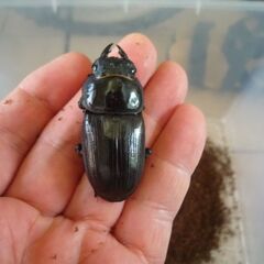 能勢産(YG)オオクワガタ♂76.1㎜　♀52.4㎜　新成虫ペア　⑥の画像