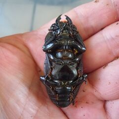 能勢産(YG)オオクワガタ♂76.1㎜　♀52.4㎜　新成虫ペア　⑥の画像