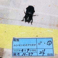 ①③ムシモンオオクワガタ   新成虫ペアの販売の画像