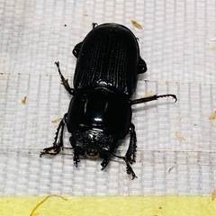 ①③ムシモンオオクワガタ   新成虫ペアの販売の画像