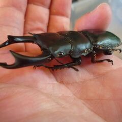 能勢産(YG)オオクワガタ♂71.8㎜　♀50.6㎜　新成虫ペア　⑦の画像