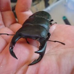 能勢産(YG)オオクワガタ♂71.8㎜　♀50.6㎜　新成虫ペア　⑦の画像