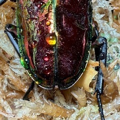 ニジイロクワガタ♂①の画像
