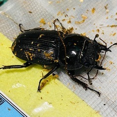 ②クルビデンスオオクワガタ   新成虫ペアの販売の画像