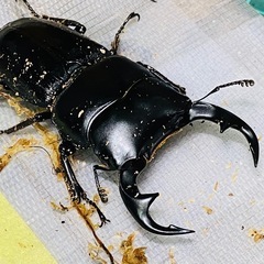 ②クルビデンスオオクワガタ   新成虫ペアの販売の画像