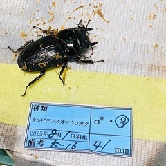 ②クルビデンスオオクワガタ   新成虫ペアの販売の画像