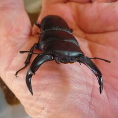 能勢産(YG)オオクワガタ♂65.2㎜　♀48.8㎜　新成虫ペア　⑧の画像
