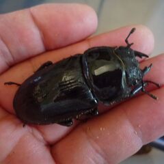 能勢産(YG)オオクワガタ♂65.2㎜　♀48.8㎜　新成虫ペア　⑧の画像