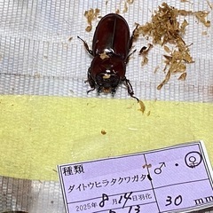 ②ダイトウヒラタクワガタ　新成虫ペアの販売の画像