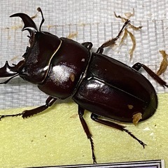 ②ダイトウヒラタクワガタ　新成虫ペアの販売の画像