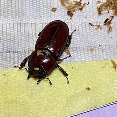 ②ダイトウヒラタクワガタ　新成虫ペアの販売の画像