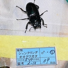 ④シェンクリングオオクワガタ   新成虫ペアの販売の画像