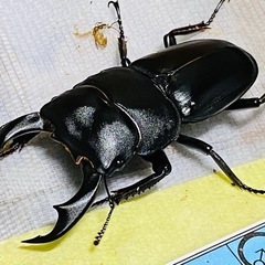 ④シェンクリングオオクワガタ   新成虫ペアの販売の画像