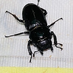 ④シェンクリングオオクワガタ   新成虫ペアの販売の画像