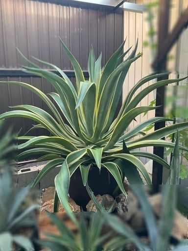 アガベ ベネズエラ