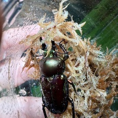 ニジイロクワガタ♂②の画像