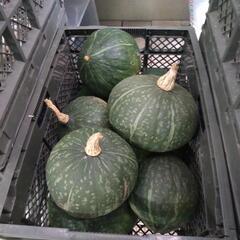 🎃栗かぼちゃ🎃  1玉 100円～の画像