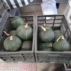 🎃栗かぼちゃ🎃  1玉 100円～の画像