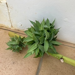 アガベの画像