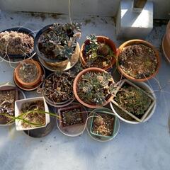 果肉植物の画像