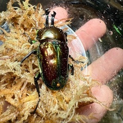 ニジイロクワガタ♂③の画像