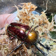 ニジイロクワガタ④の画像