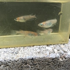 【メダカ】雲州三色メダカの画像