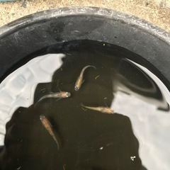 【メダカ】雲州三色メダカの画像
