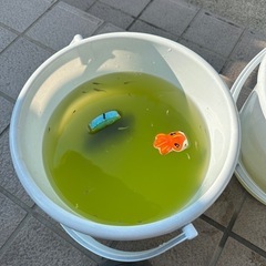 めだか　稚魚　品種混合の画像