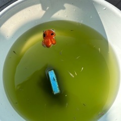めだか　稚魚　品種混合の画像