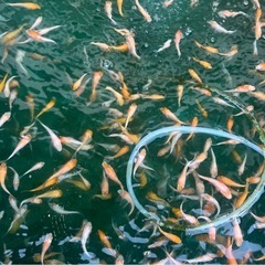 紅白　一口　20匹　稚魚　錦鯉　鳥取産　一次選別落ちの画像