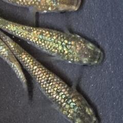 人気メダカ　【金塊】　画像の若魚　オス2メス3を出品致します。の画像