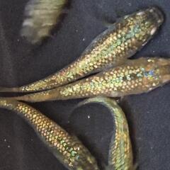 人気メダカ　【金塊】　画像の若魚　オス2メス3を出品致します。の画像