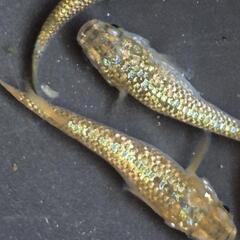 人気メダカ　【金塊】　画像の若魚　オス2メス3を出品致します。の画像