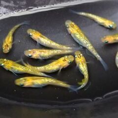 🌻メダカ🌻夜桜ゴールド10匹　800円の画像